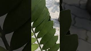 Zamia Furfuracea🌳🌳youtubeshorts viralvideo nature trending plz like subscribe [upl. by Zilada]