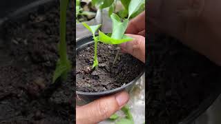 tips How to grow Sweet Basil 🌿 Ocimum basilicumជីនាងវងgarden vegetablegardenathome vegetable [upl. by Bortz687]