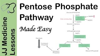 Pentose Phosphate Pathway  Regulation Purpose and Importance in Human Health [upl. by Tryck]