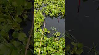 The best way to hook fishing in pond Part1032 shorts [upl. by Chainey290]