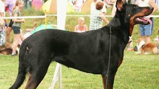 Beauceron pros and cons of owning a Beauceron  Beauceron Size and Weight [upl. by Yralih852]