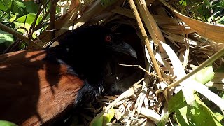 Greater Mom Coucal Bird brings food to feed her babies in their nest P71 birdslover [upl. by Akilegna]