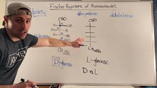 Drawing Fischer Projections amp Terminology of D and L Sugars [upl. by Hcirdeirf]