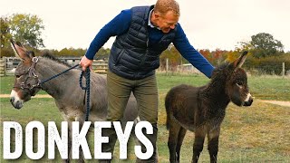 Thinking of keeping donkeys  Adam Hensons Farm Diaries  Ep23 [upl. by Ingram]