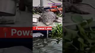 Powai Lake mein board ke upar magarmacch Dikhai Diya [upl. by Alur207]