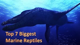 Top 7 biggest marine reptiles [upl. by Murton]