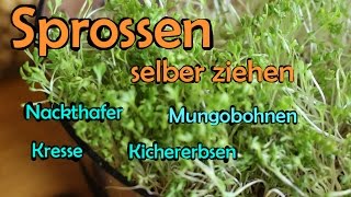 Sprossen selber ziehen  Mungobohnen Kichererbsen Hafer Kresse Weizengras [upl. by Sabian]