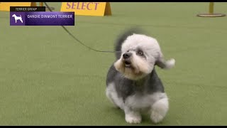 Dandie Dinmont Terriers  Breed Judging 2023 [upl. by Nytram]