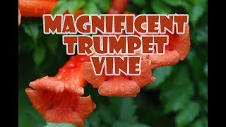 GSM S2 E22 Trumpet Vine  Campsis Radicans [upl. by Ard742]