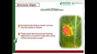 Alternaria blight Disease of Pigeonpea [upl. by Arlon]