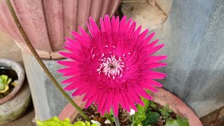 How not to propagate Gerbera Daisy  Fail \ the lessons learnt [upl. by Muhcon]