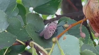 The spotted lanternflies are back in western Pennsylvania [upl. by Ingvar67]