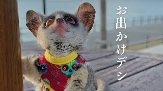 Bushbaby ドットお出かけするデシ [upl. by Charmaine510]