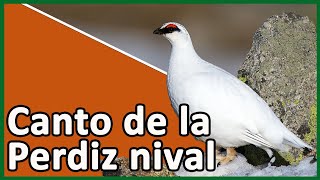 🟢 CANTO DE LA PERDIZ NIVAL Lagopus muta 🦃🎵 Lagópodo alpino [upl. by Helli]