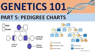 GENETICS 101Part 5  Understanding Pedigree Charts CXC Biology Tutor [upl. by Drisko]