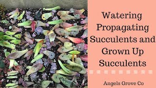 How To Water Succulents  Angels Grove Co [upl. by Ennayhc401]