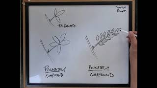 Pinnate vs palmate compound leaves  Tree ID [upl. by Ellah717]