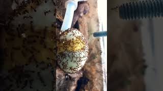 Tetramorium Vs Egg 🤷‍♂️ [upl. by Oznecniv117]