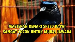 MASTERAN KENARI SPEED RAPAT [upl. by Dumanian]