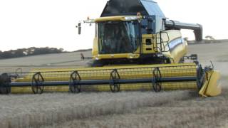 New Holland CR9080 Combining Winter Wheat [upl. by Nesral976]