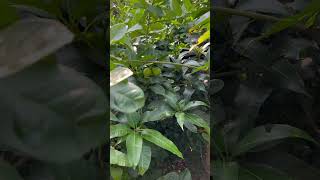 Lemon tree natural life village youtubeshorts shortvideos shorts [upl. by Leith872]