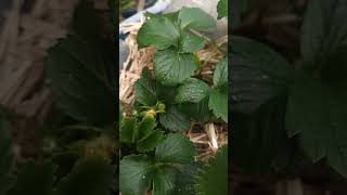 Strawberries 🍓 my small potted strawberry patch Its blooming and also having some small baby fruit [upl. by Elirpa]