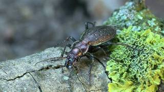 Carabus irregularis [upl. by Mcadams]