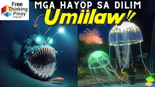 Umiilaw sa DEEP SEA  Mga Hayop na may BIOLUMINESCENCE [upl. by Mcfarland]