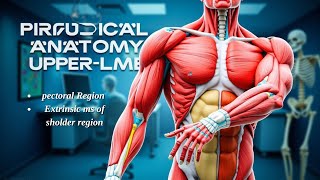 Anatomy Practical of MSK upper limb part 2 [upl. by Mirth857]