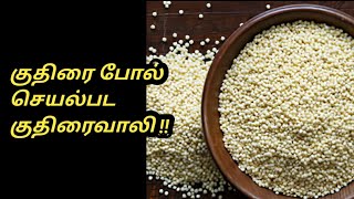 குதிரை போல் செயல்பட குதிரைவாலி  kuthiraivali arisi benefits  Tamil Samayal Madurai  health tips [upl. by Leavitt487]