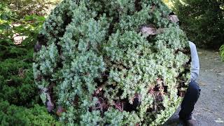 Japanese garden juniper Juniperus procumbens Nana  Plant Identification [upl. by Ayana]