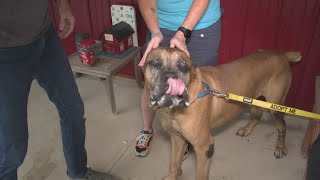 Clear the Shelters Inside look at Multiple Breed Rescue in Grafton [upl. by Mariette]