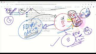 B cell selection activation and functions  Cellular Components ImmunologyFirst Aid LecturesLec9 [upl. by Econah]