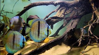 My wild fish Tefe Green Discus Heckel Discus and Atabapo Altums [upl. by Bakerman201]