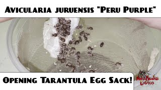 Avicularia juruensis M2 quotPeru Purplequot Tarantula  Opening Egg Sack amp Rehousing Adult Female [upl. by Boni]