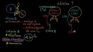 Repaso de células B células T CD4 y células T CD8  Khan Academy en Español [upl. by Olinde]