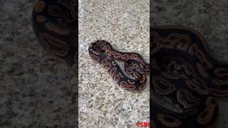 Black Pastel Female ballpython ballpythonsnake animals python royalpythons snake pets [upl. by Norad]