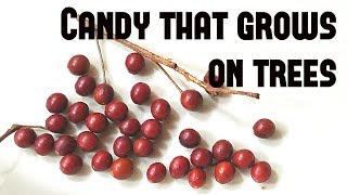 Hackberry Candy that grows on trees  Weird Fruit Explorer Ep 269 [upl. by Enawtna]