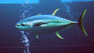 Facts The Yellowfin Tuna [upl. by Michaeline112]