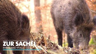 Die Wildschweine sind los  Zur Sache RheinlandPfalz [upl. by Bashee369]