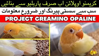 Best Creamino Opaline Pairings  Creamino Opaline Love bird Working  Best Lovebirds Pairing 2024 [upl. by Shulman996]