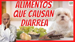 💩 ALIMENTOS QUE CAUSAN DIARREA EN PERROS MAYORES Y CACHORROS 💩 y su TRATAMIENTO [upl. by Anavoj]