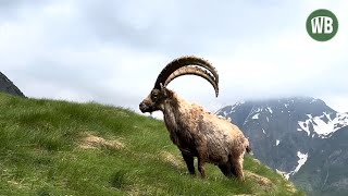 Steinbock  Wildtiere in Deutschland [upl. by Natsud]