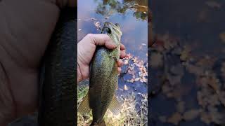 Baby bass Please subscribe Every subscribe helps the farm Thanks [upl. by Notsirb]