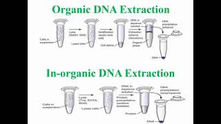 Steps of Organic and Inorganic DNA Extraction [upl. by Yelwar]