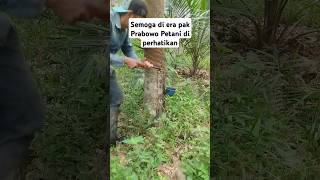 Prabowo presiden semoga petani makmur prabowopetani petanikaret petanimakmur prabowogibran [upl. by Sloane177]