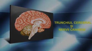 Lecția 7  Trunchiul cerebral și nervii cranieni [upl. by Bollay]