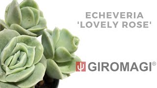 Echeveria ‘Lovely Rose’ [upl. by Geis]