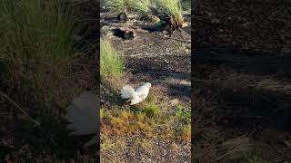 Fantailed Pigeon in Tasmania  fantailedpigeon pigeon [upl. by Greer]