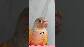 Parrot with beak accidentally caught in door shortvideo animals healing pets birds love [upl. by Segal]